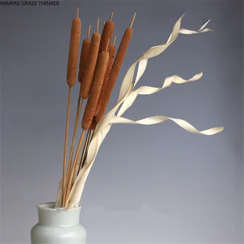 4 stebla reed držijo doma art dekor čiste naravne rastline cattail posušene rastline kažejo design uporabo cvetje